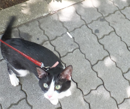 ①「たばこのポイ捨て禁止 水たまりの水で命をつないでいる猫のために」プロジェクト