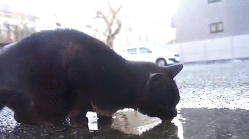 ①「たばこのポイ捨て禁止 水たまりの水で命をつないでいる猫のために」プロジェクト